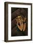 Dendropsophus Ebraccatus (Hourglass Treefrog)-Paul Starosta-Framed Photographic Print