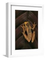 Dendropsophus Ebraccatus (Hourglass Treefrog)-Paul Starosta-Framed Photographic Print