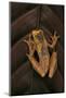 Dendropsophus Ebraccatus (Hourglass Treefrog)-Paul Starosta-Mounted Photographic Print