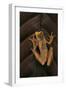 Dendropsophus Ebraccatus (Hourglass Treefrog)-Paul Starosta-Framed Photographic Print