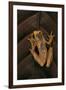 Dendropsophus Ebraccatus (Hourglass Treefrog)-Paul Starosta-Framed Photographic Print