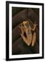 Dendropsophus Ebraccatus (Hourglass Treefrog)-Paul Starosta-Framed Photographic Print