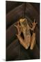 Dendropsophus Ebraccatus (Hourglass Treefrog)-Paul Starosta-Mounted Photographic Print