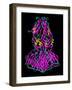 Dengue Virus Surface Protein Molecule-Laguna Design-Framed Photographic Print