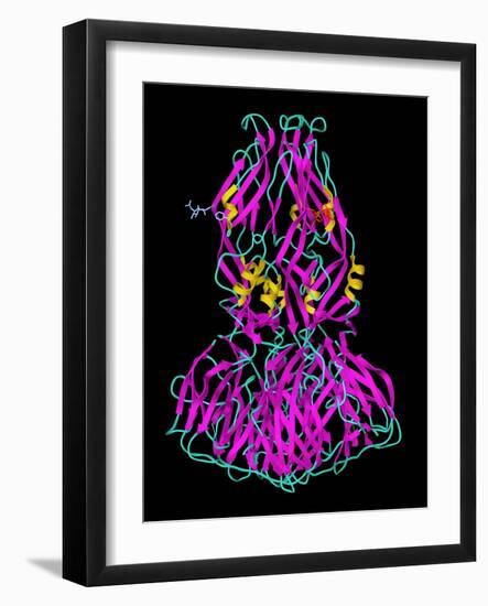 Dengue Virus Surface Protein Molecule-Laguna Design-Framed Photographic Print