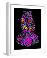 Dengue Virus Surface Protein Molecule-Laguna Design-Framed Photographic Print