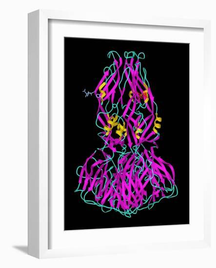 Dengue Virus Surface Protein Molecule-Laguna Design-Framed Photographic Print