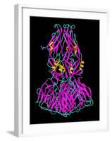 Dengue Virus Surface Protein Molecule-Laguna Design-Framed Photographic Print