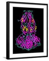 Dengue Virus Surface Protein Molecule-Laguna Design-Framed Photographic Print