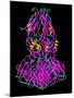 Dengue Virus Surface Protein Molecule-Laguna Design-Mounted Photographic Print