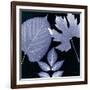 Denim Sunprint Leaves-Dan Zamudio-Framed Premium Giclee Print