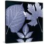 Denim Sunprint Leaves-Dan Zamudio-Stretched Canvas