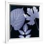 Denim Sunprint Leaves-Dan Zamudio-Framed Art Print