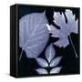 Denim Sunprint Leaves-Dan Zamudio-Framed Stretched Canvas