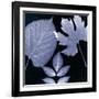 Denim Sunprint Leaves-Dan Zamudio-Framed Art Print