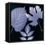 Denim Sunprint Leaves-Dan Zamudio-Framed Stretched Canvas