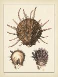 Shells on Khaki X-Denis Diderot-Art Print