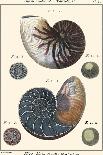 Shells on Khaki X-Denis Diderot-Art Print