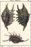 Sea Shells VIII-Denis Diderot-Art Print
