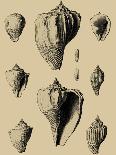 Sea Shells VII-Denis Diderot-Art Print