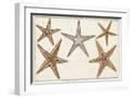 White Frame