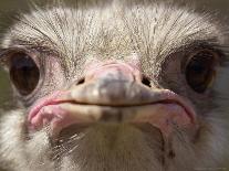 An Adult Female Ostrich at the Vina Grande Farm in Paredes De Escalona, Spain, May 21 2001-Denis Doyle-Framed Stretched Canvas