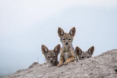 Black-backed jackal three cubs at the den, Masai-Mara Game Reserve, Kenya-Denis-Huot-Photographic Print