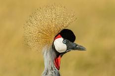 Lappet-Faced Vulture (Torgos Tracheliotus) Profile, Masai-Mara Game Reserve, Kenya-Denis-Huot-Mounted Photographic Print