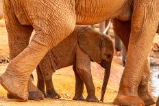 Lion (Panthera leo), female with three cubs age 6 weeks, Masai-Mara Game Reserve, Kenya-Denis-Huot-Photographic Print