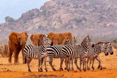 Spotted hyena (Crocuta crocuta), cubs together by den, Masai-Mara Game Reserve, Kenya-Denis-Huot-Photographic Print