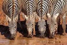 Masai giraffes, at sunrise, Masai-Mara Game Reserve, Kenya-null-Photographic Print