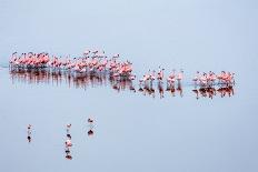 White Stork (Ciconia Ciconia) Hunting and Feeding at the Edge of a Bushfire-Denis-Huot-Photographic Print