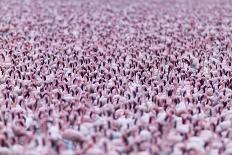 Lesser Flamingo (Phoeniconaias Minor) Flock, Bogoria Game Reserve, Kenya-Denis-Huot-Photographic Print