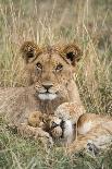 Black-backed jackal three cubs at the den, Masai-Mara Game Reserve, Kenya-Denis-Huot-Photographic Print