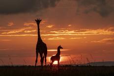 Masai Giraffe (Giraffa Camelopardalis Tippelskirchi) Juveniles, Masai Mara Game Reserve, Kenya-Denis-Huot-Photographic Print