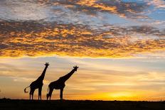 Masai giraffes, at sunrise, Masai-Mara Game Reserve, Kenya-null-Photographic Print