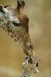 Masai giraffe, female and calf at sunset, with Abdim's storks, Masai-Mara, Kenya-Denis-Huot-Photographic Print