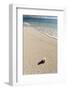 Denis Island, Seychelles, Indian Ocean, Africa-Sergio Pitamitz-Framed Photographic Print