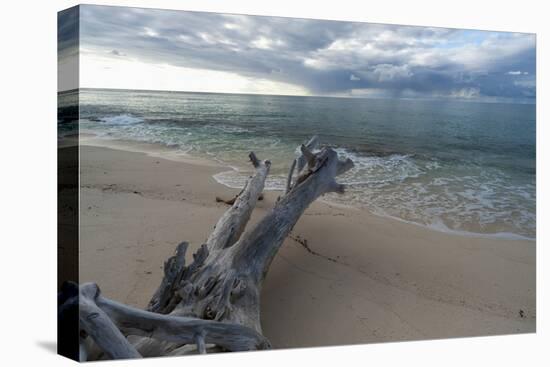 Denis Island, Seychelles-Sergio Pitamitz-Stretched Canvas