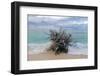 Denis Island, Seychelles-Sergio Pitamitz-Framed Photographic Print