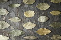 Leaves of the Tree of the Laurel on the Stone Table Horizontal Super Still Life-Denis Karpenkov-Photographic Print