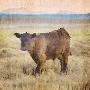 Laminate