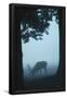 Essential Black