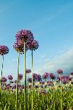 Field of Purple Alliums Reaching into Blue Sky Vertical-Denise Lett-Photographic Print