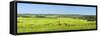 Denmark, Funen, Wheat Fields, Near Horne-Chris Seba-Framed Stretched Canvas