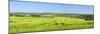 Denmark, Funen, Wheat Fields, Near Horne-Chris Seba-Mounted Photographic Print