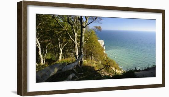 Denmark, Island M¿n, Coastal Wood in the Chalk Rock of M¿ns Klint-Andreas Vitting-Framed Photographic Print