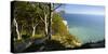 Denmark, Island M¿n, Coastal Wood in the Chalk Rock of M¿ns Klint-Andreas Vitting-Stretched Canvas