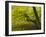 Denmark, Island Moen, Old Beech Tree in the Forest of Mon's Klint, Klinteskoven-K. Schlierbach-Framed Photographic Print