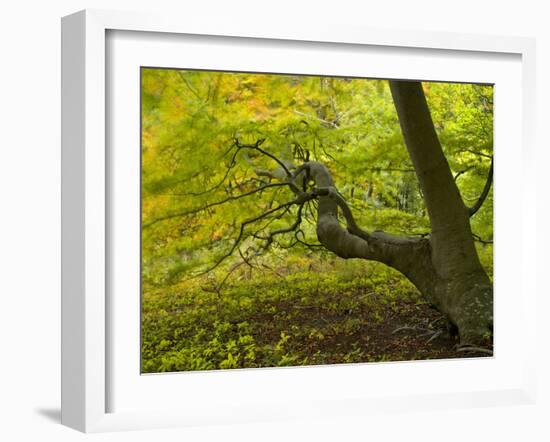 Denmark, Island Moen, Old Beech Tree in the Forest of Mon's Klint, Klinteskoven-K. Schlierbach-Framed Photographic Print